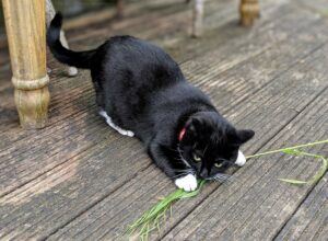 Black cat playing with a sheaf of grain