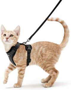 Standing orange cat with harness & leash