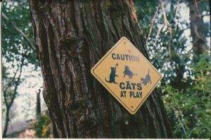 Sign on tree: Caution, cats at plahy