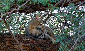 African Wild Cat