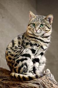 Black-footed cat