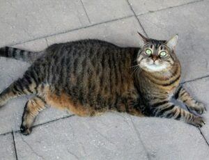 fat tiger cat lying down