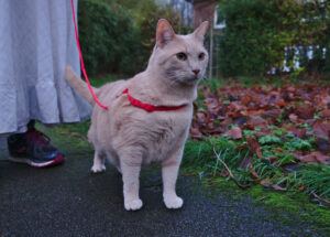 cat outside with leash and harness
