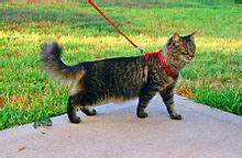 Tabby cat on leash