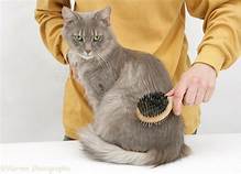 Grey cat being brushed