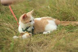 cat lying in grass with harness and leash