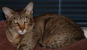 Orange tabby Oriental Shorthair