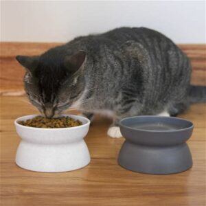 Grey striped tabby eating from raised food dish