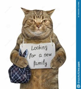 Cat with sign: looking for a new family
