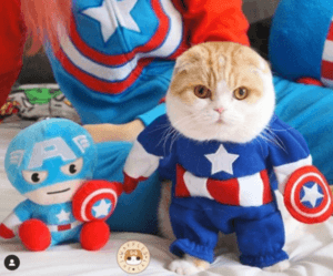 Cat in red,white,and blue costume