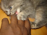 Grey kitten biting fingers