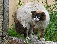 White cat; brown & black tail & face, hunched up and hissing