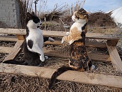 Black & white cat; calico cat standing on hind legs, pre-fight