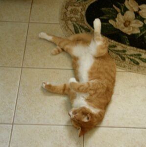 Orange & white cat, lying on its back