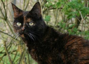 tortoise cat with scruffy fur