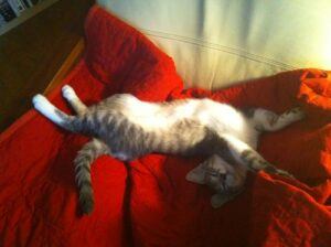 grey cat, white belly, lying on back