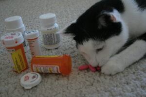 Tuxedo cat ready to munch a pill