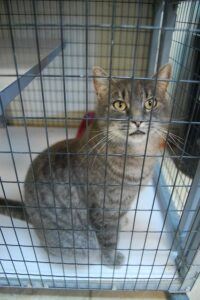 Grey cat in cage