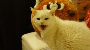 cream-colored cat, crying