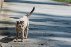 grey skinny cat