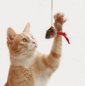 orange cat playing with toy on string