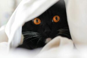 Black cat hiding in white sheet