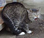 Grey tabby, hunched and hissing