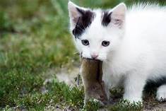 White & black kitten carrying mouse