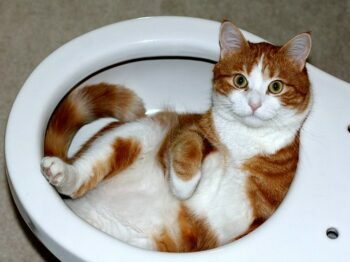 Orange and white cat curled in a sink