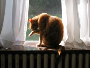 Orange cat in window, grooming