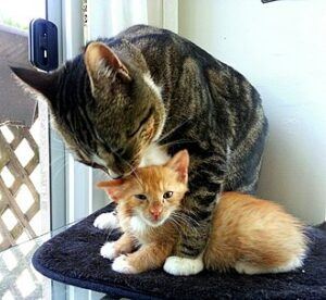 Dark striped mother cat washing orange kitten