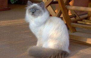 Birman, sitting, white body; grey tail and face