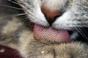 Close-up of cat tongue
