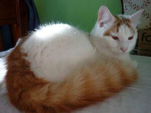 White with fluffy orange tail Turkish V