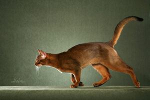 Brown Abyssinian cat, striding