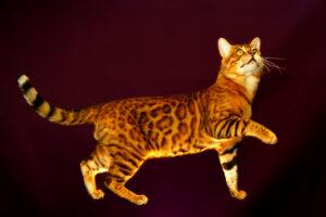 Full pic of Bengal cat, showing rosettes & stripes