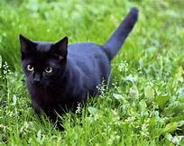 Black cat walking in grass