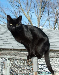 Black cat standing on top of fence