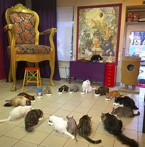 Cats eating at Japanese cat cafe