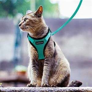 Grey cat in turquoise vest and leash
