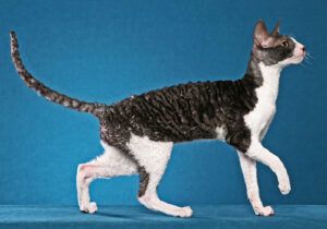 Grey and white curly-haired Cornish Rex