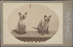 picture of two Siamese