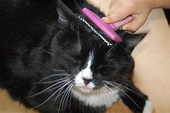 Tuxedo cat being combed