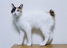 Japanese Bobtail: White cat with short tail