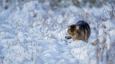 Tiger cat in snow