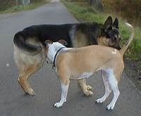 Two dogs, sniffing butts