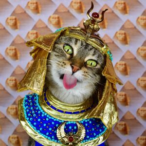 Cat in gold headdress; blue collar