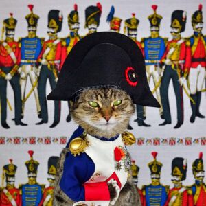 Cat in napoleon hat, costume