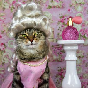 Cat in silver wig and pink gown