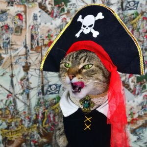 Cat with pirate hat;costume, licking lips